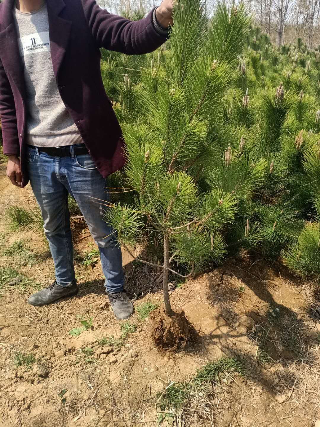  基地直供优质黑松苗
