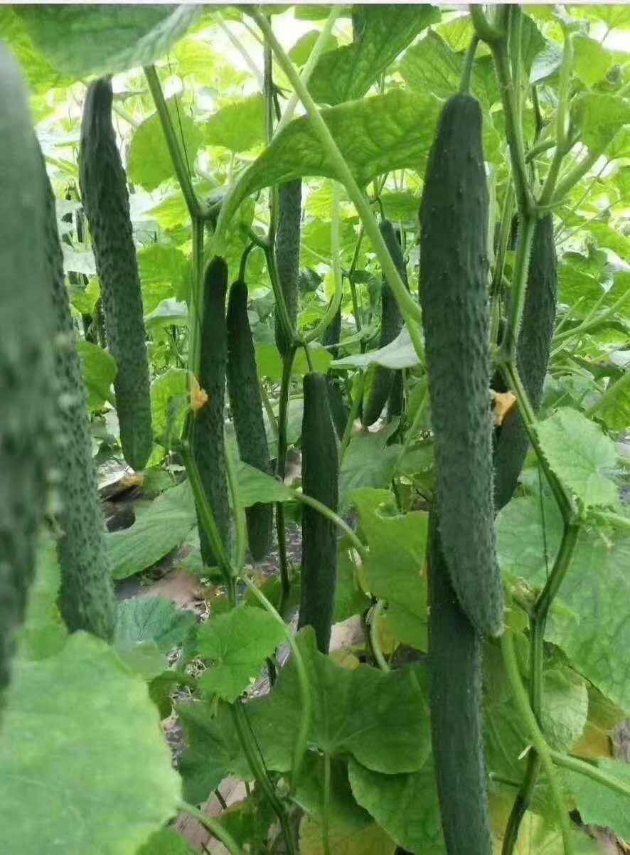 刺黄瓜  德瑞特721黄瓜  黄瓜大量供货中，要的联系。
