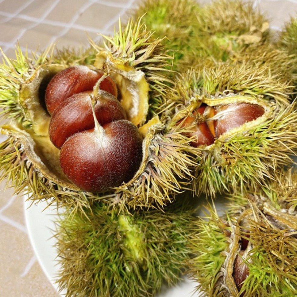 野生板栗  金鸡放心吃板栗，天然绿色食品，全程无污染无农药化肥！