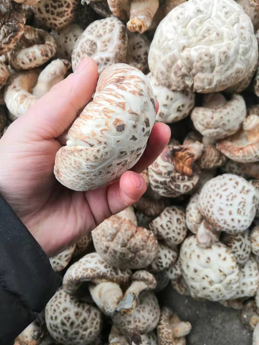 西峡香菇 花菇花菇干货产地直供