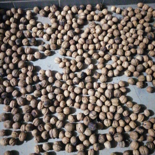 千阳县香玲核桃 青皮核桃  脱皮核桃