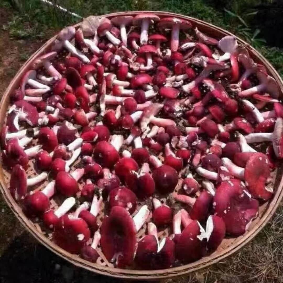 武夷山野生红菇