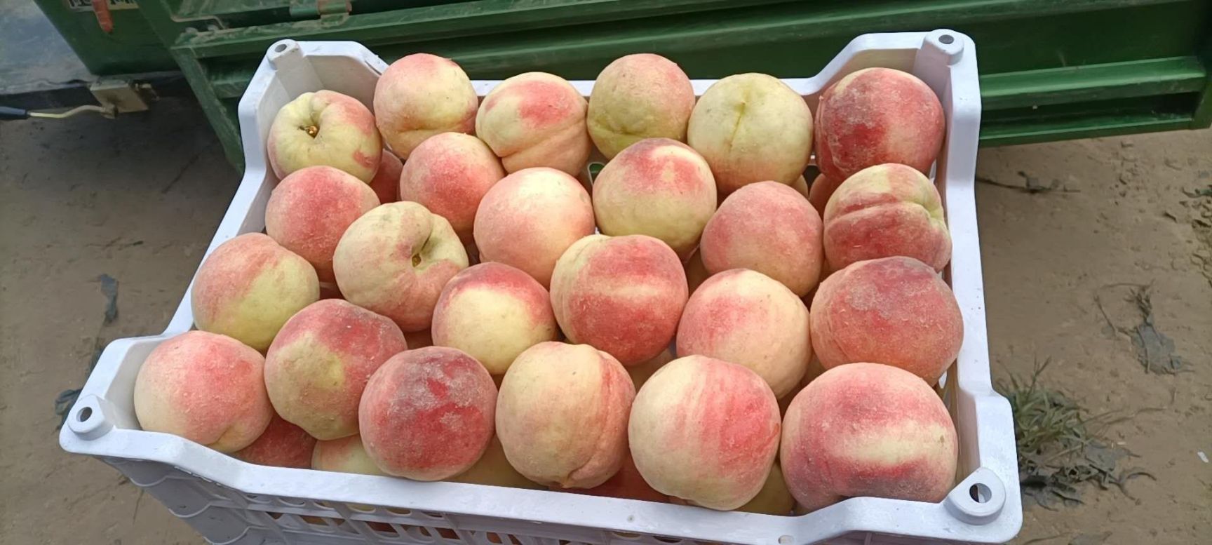 永莲蜜桃  优质
精品永莲米桃子口感好个头大河北邢台威县代办代收