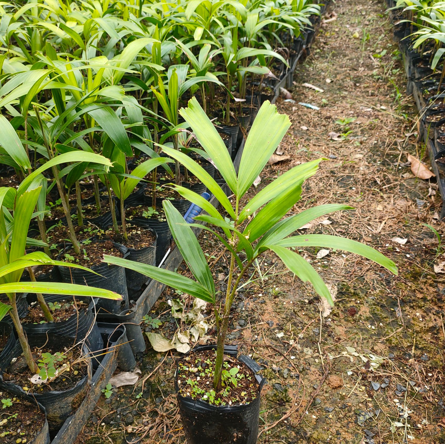 佛山椰子苗  狐尾椰子棕榈科园林绿化树苗
