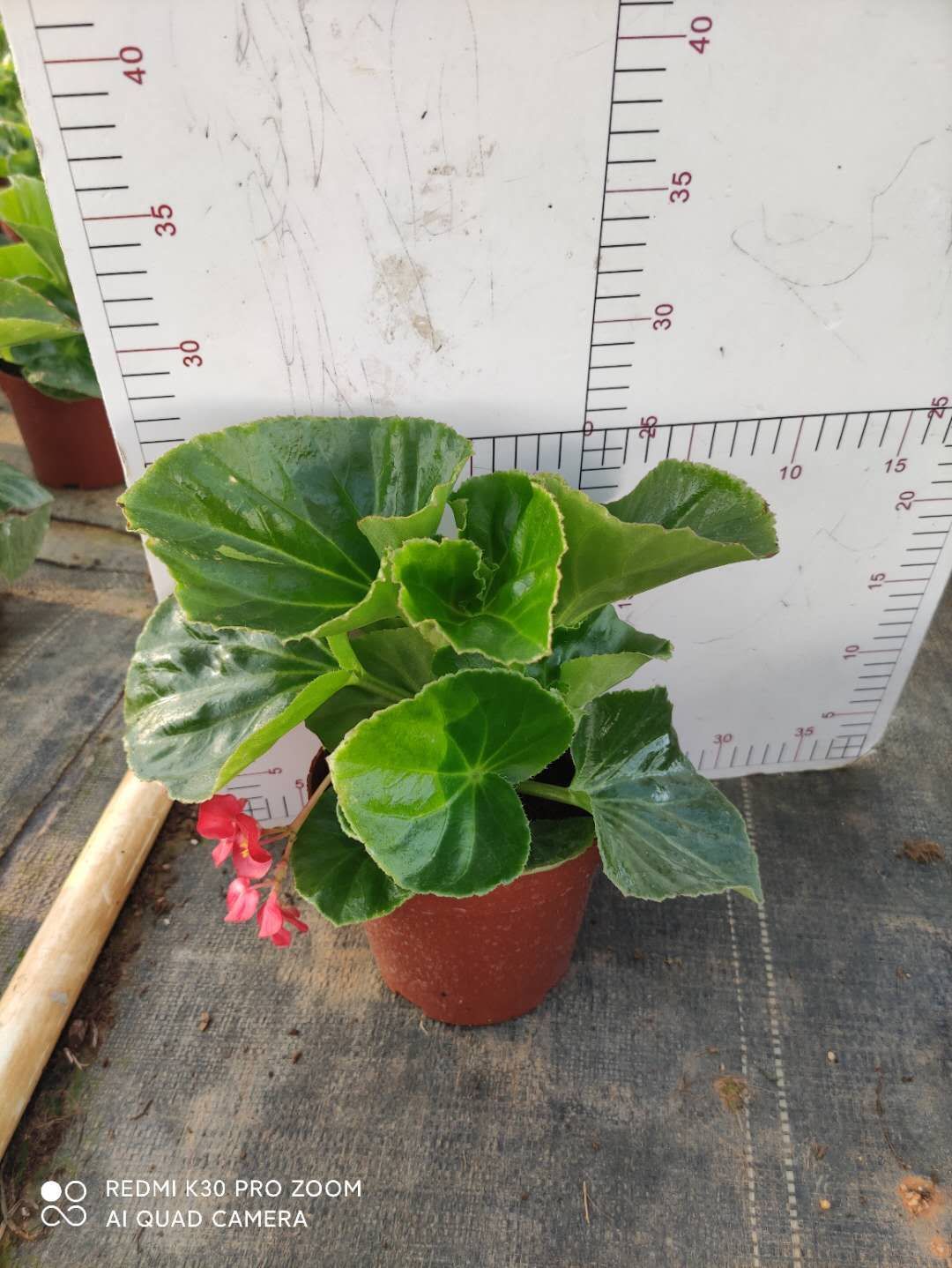 四季海棠 大花海棠盆栽叶片为心形花色亮艳花朵大 根系发达