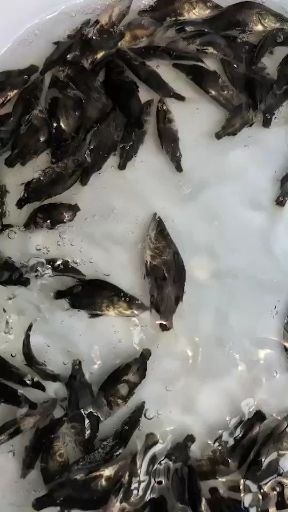 中山市 桂鱼苗，大量现货批发