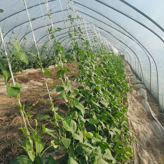 兰考县绿翡翠长豆角 本人种植八十亩翡翠绿长豆角，9月8日左右上市！