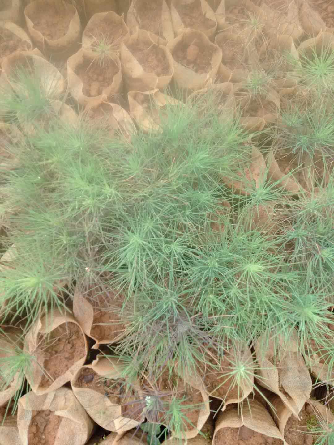 云南松小袋苗，是无纺布袋，种植不用撕袋，成活率很高