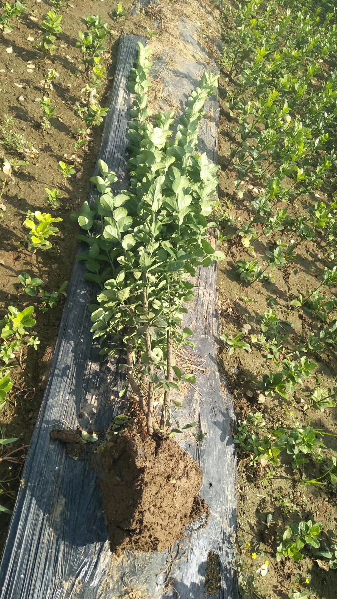  北海道黄杨绿篱种植基地