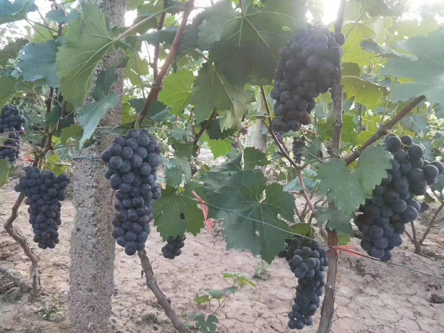 巨峰葡萄  清徐葡萄，天然无公害，可到地里自己采购