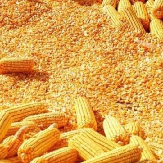 博兴县杂交玉米粒  精品玉米粒批发
