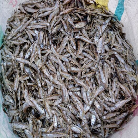 安阳县小鱼干 24个月以上 