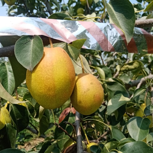 洛阳香梨  红香酥