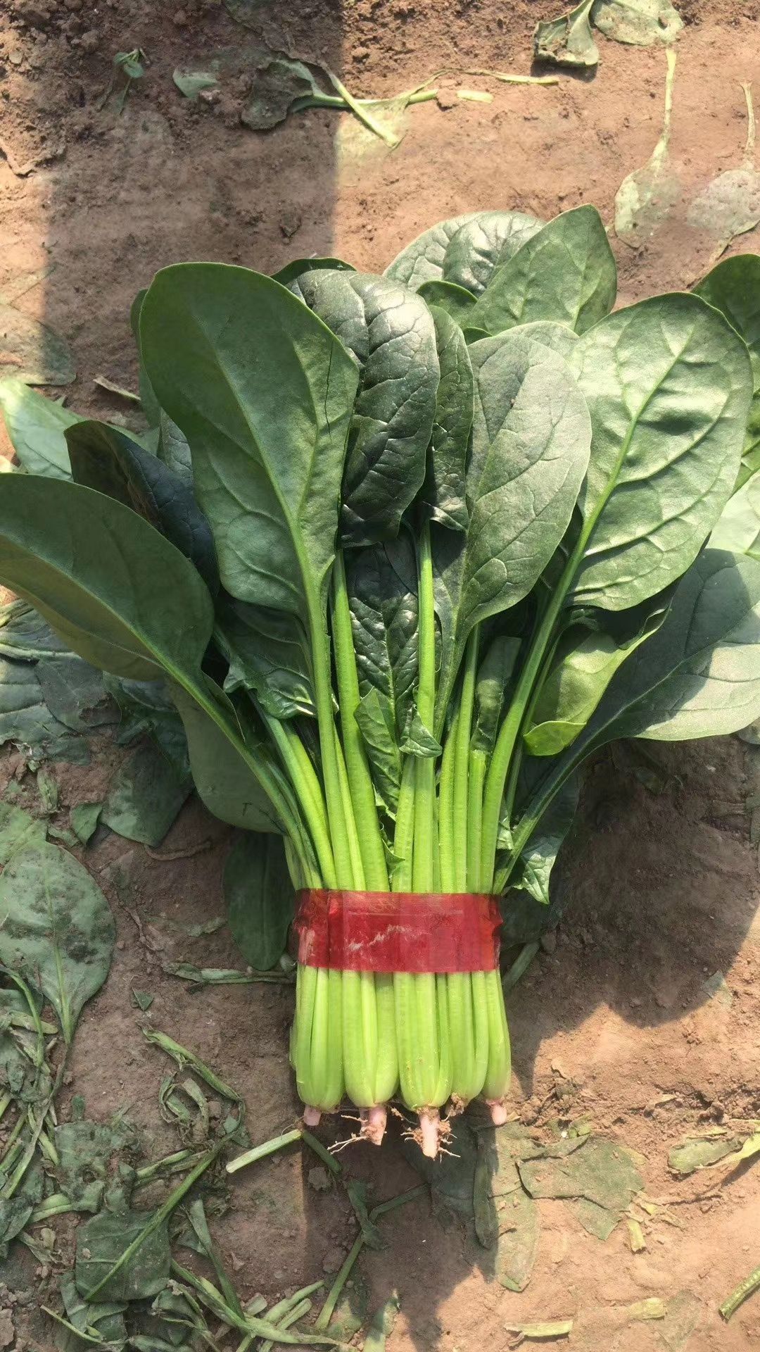 精品菠菜苗代发全国