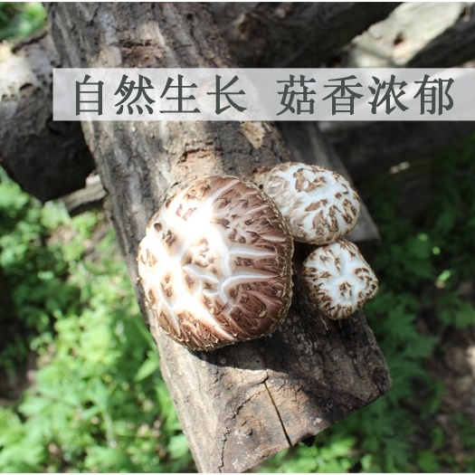 十堰蘑菇 高山香菇，无硫磺