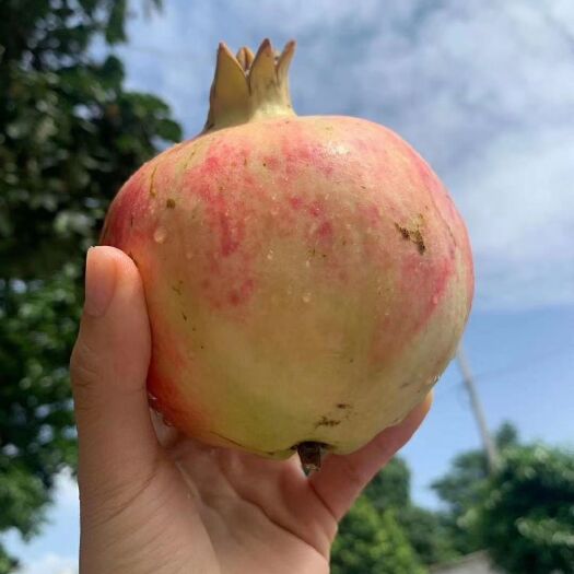 攀枝花会理石榴 个大饱满，皮薄多汁