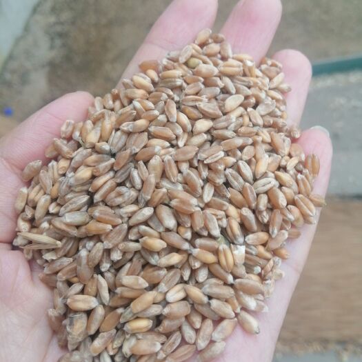 黑河 东北优质小麦，次小麦出售
