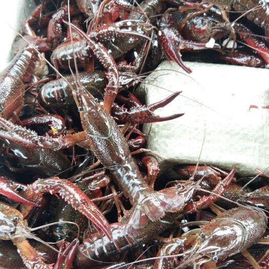 潜江市小龙虾  精品大青6～9钱