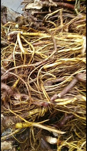 广西深山采挖新鲜五指毛桃!椰香味纯正，价格美丽!