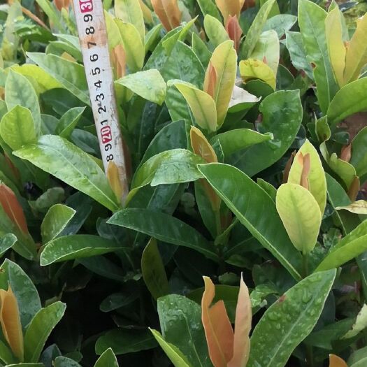 海口龙船花 花色漂亮，花期长。成活率高