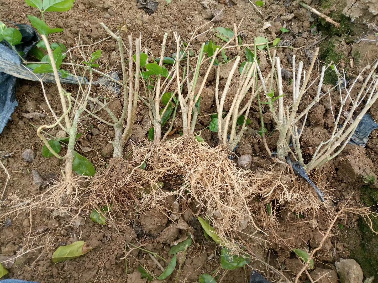 双瓣茉莉 茉莉花苗木老桩盆栽绿植