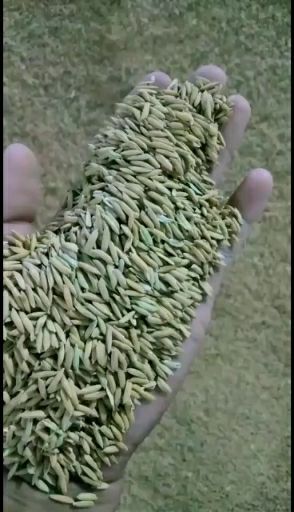 樟树市杂交稻  黄花粘