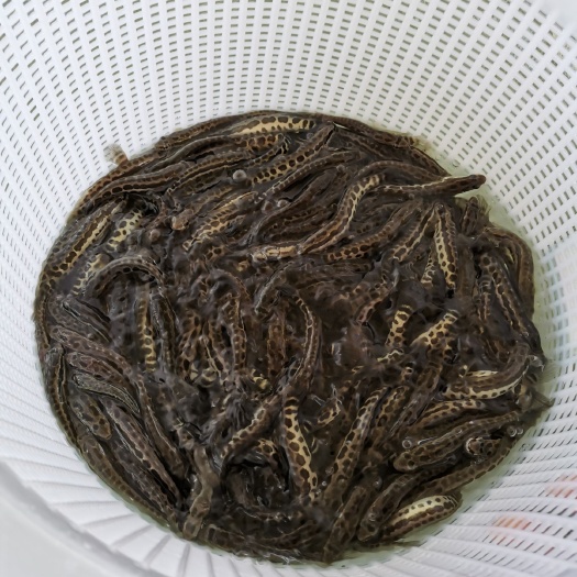 广州 杂交黑鱼苗，生鱼苗，乌鱼苗