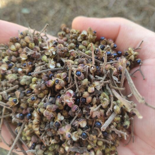 武冈市 纯山自然生长吴茱萸，货量不多，先到先得