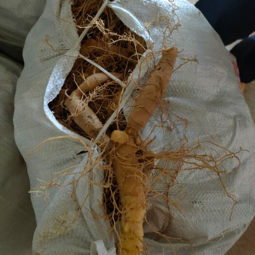 隆回县湘玉竹 山区玉竹出售