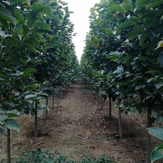 紫玉兰  2—10公分精品红玉兰基地直供，量大从优