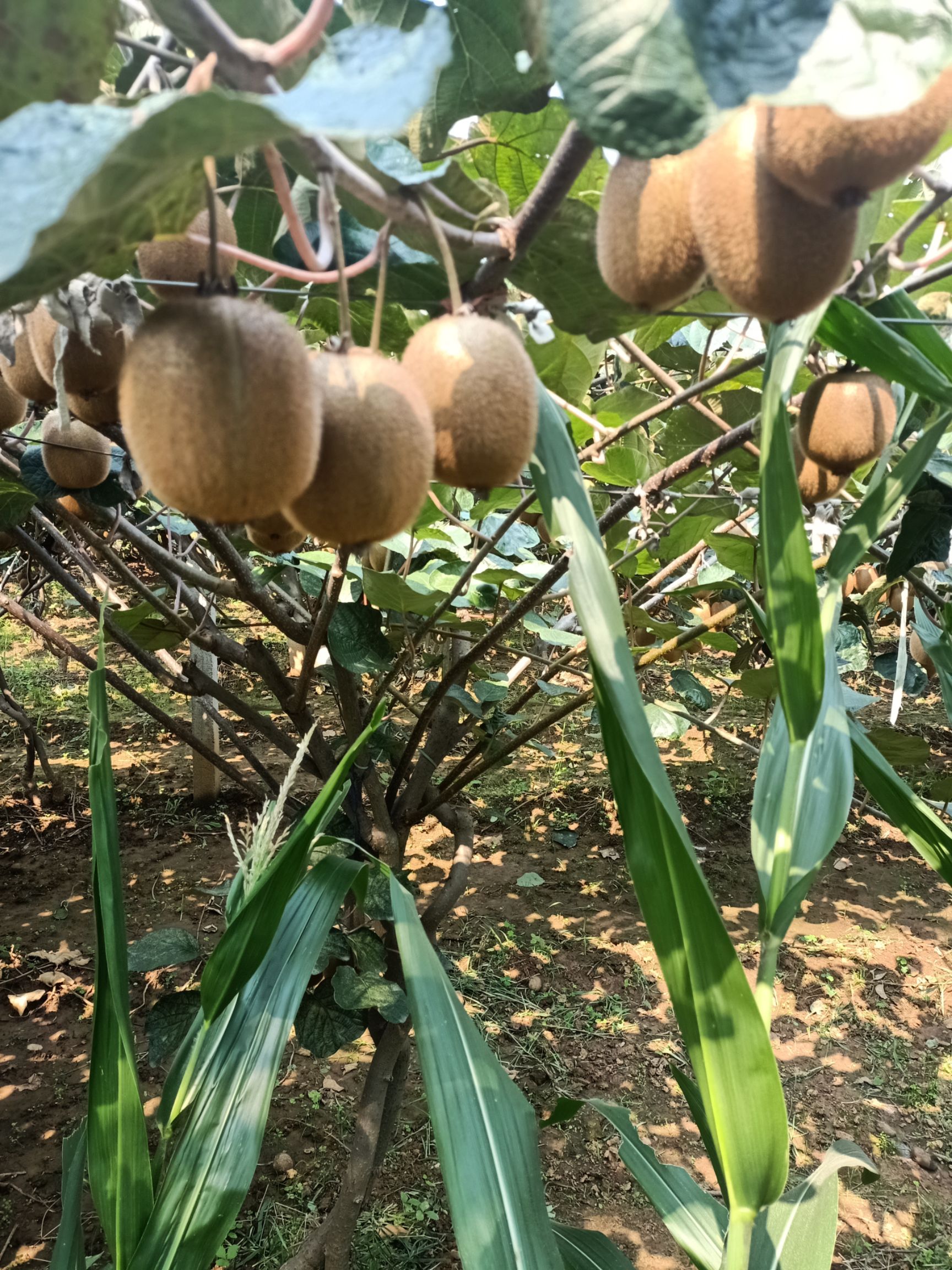 翠香猕猴桃 翠香