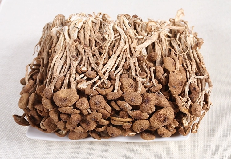 优选茶树菇干货 基地直供 常年供货 量大从优