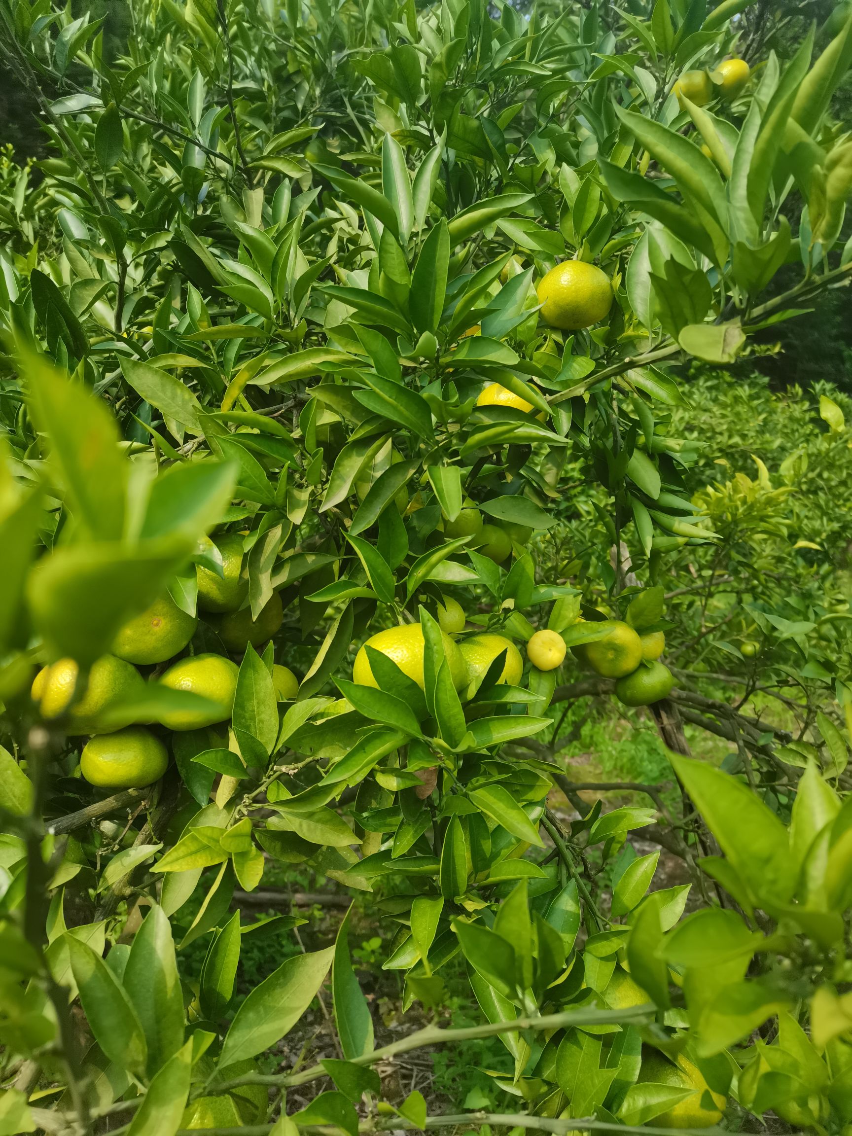 金堂蜜柑，酸甜可口，