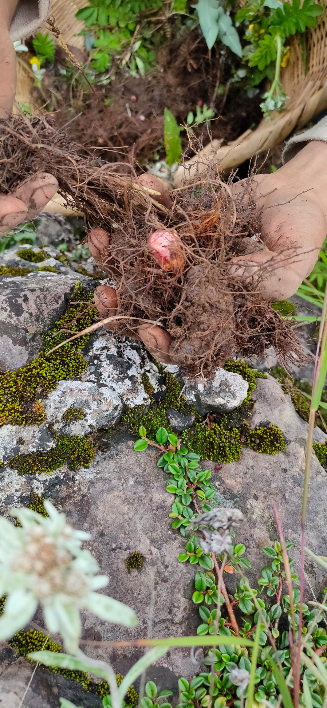 云南中药材草血竭 老腰弓 地蜂子 一口血 拳参紫参货源采挖地