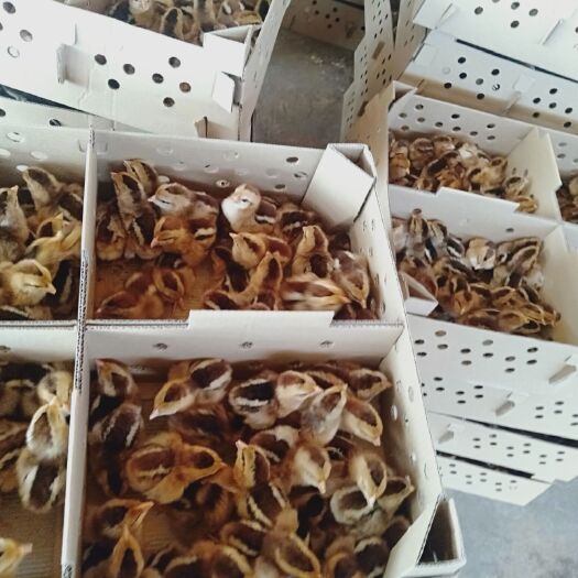 南宁白凤乌鸡苗 优良品种 K9 良凤 欢迎选购