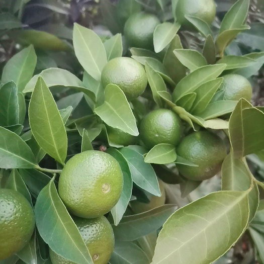 新余蜜桔 新余蜜橘是当地一个品牌，口感味甜，皮薄肉厚，汁多化渣，