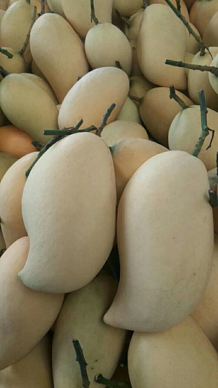 鹰嘴芒果，香甜可口