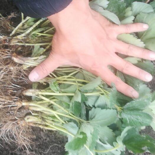 大理市脱毒草莓苗 草莓苗
