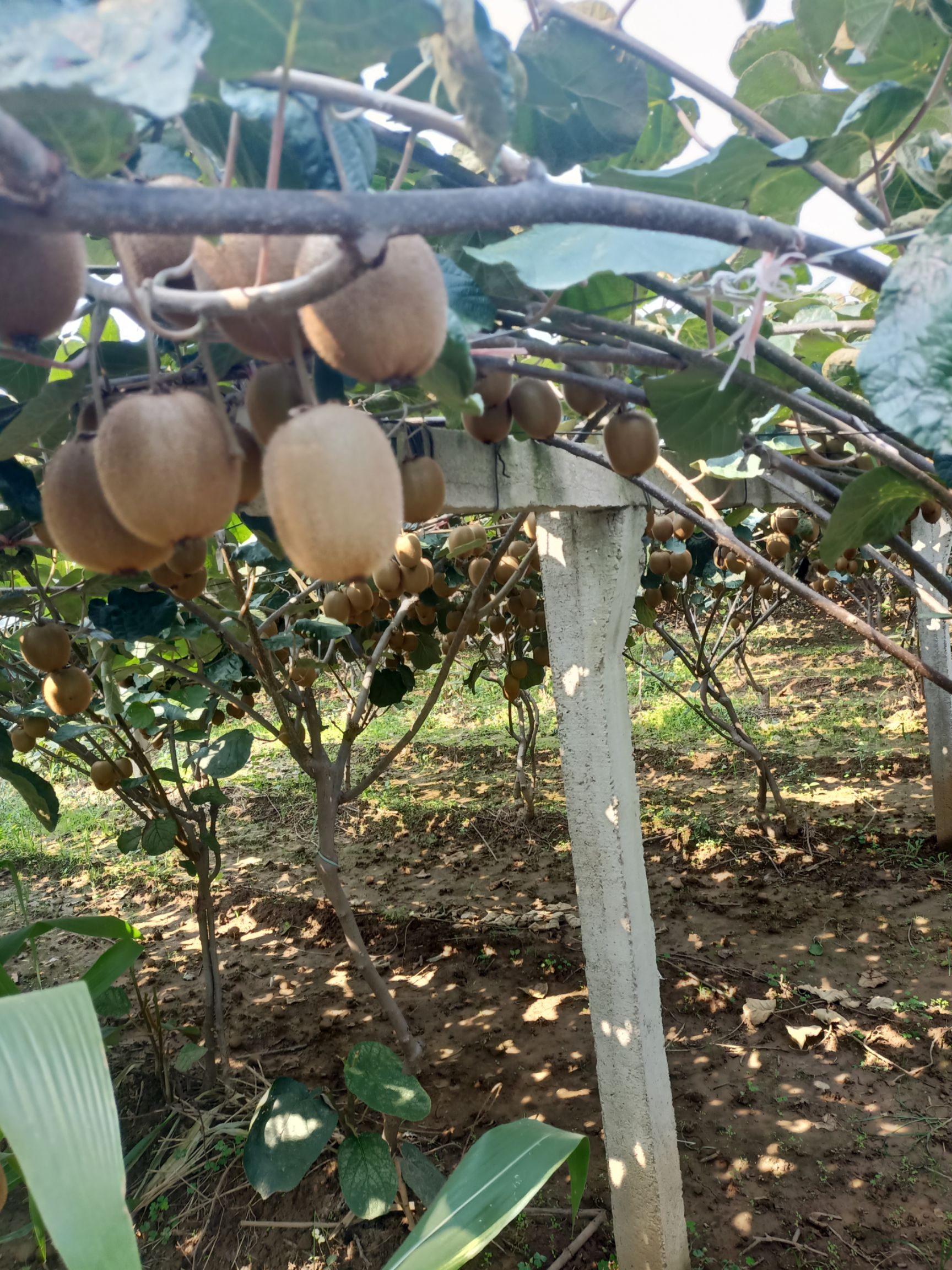 翠香猕猴桃 翠香