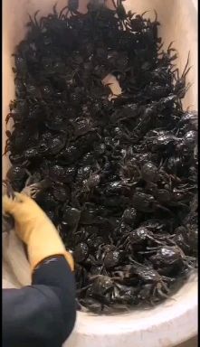 盘山县 盘锦河蟹稻田蟹批发自产自销一手货源