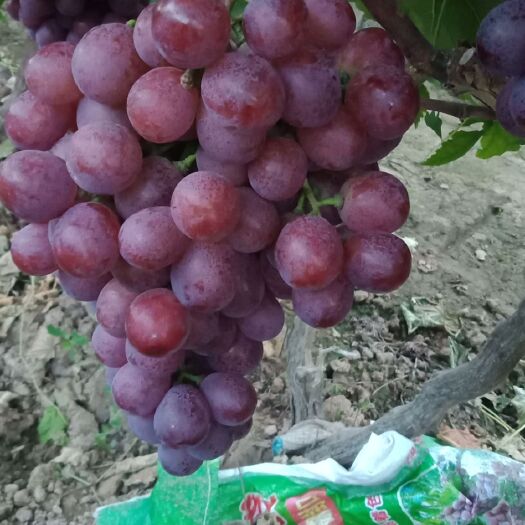 渭南陕西精品红提，果型好，颗粒大，颜色红，口感鲜美。