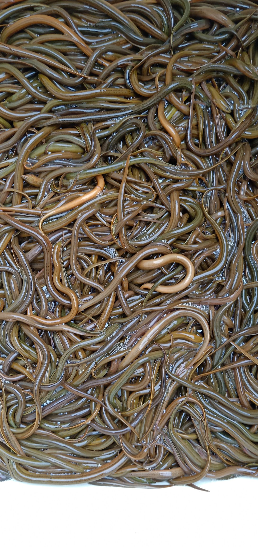 华丰9号黄鳝苗  ，正大九号黄鳝苗。
