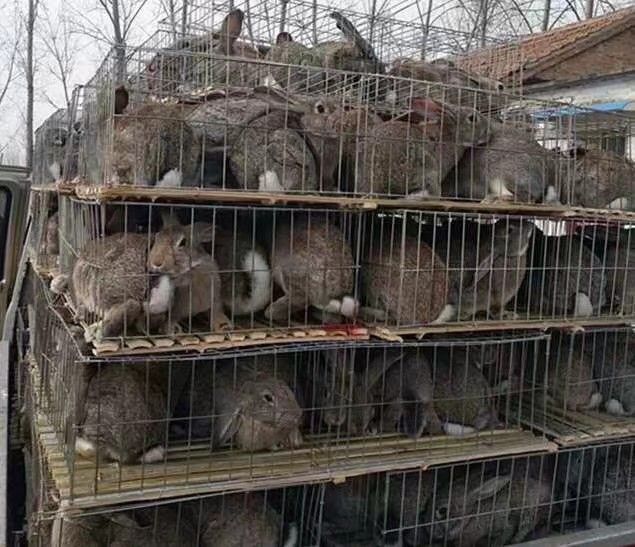  比利时肉兔活体杂交肉兔新西兰大白兔肉兔 种兔苗，散养笼养肉兔
