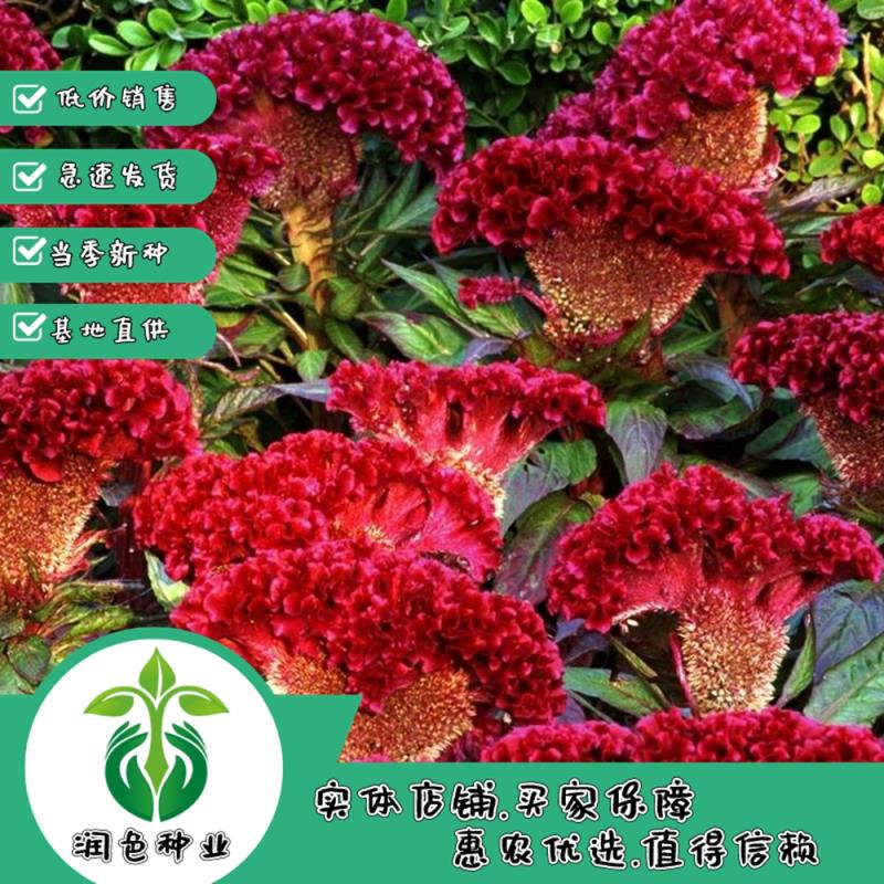 鸡冠花种子四季种易活冠状鸡冠花种子羽状鸡冠花庭院室外花籽包邮