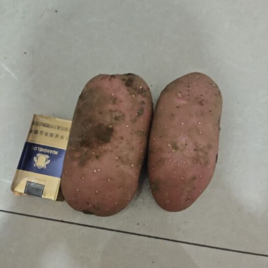 张北县黄心土豆 各品种土豆欢迎老板们前来采购