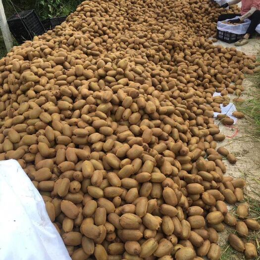 凤凰县绿心猕猴桃，米良一号