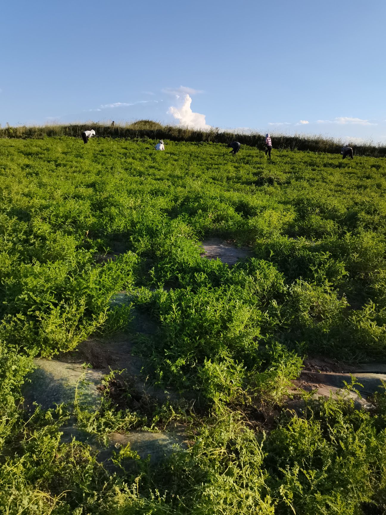 白皮芪  原产地千年药乡、道地药材黄芪、味道香甜品质好。