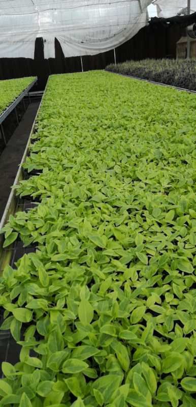 花叶富贵榕苗厂家直销 优质室内外观叶绿植