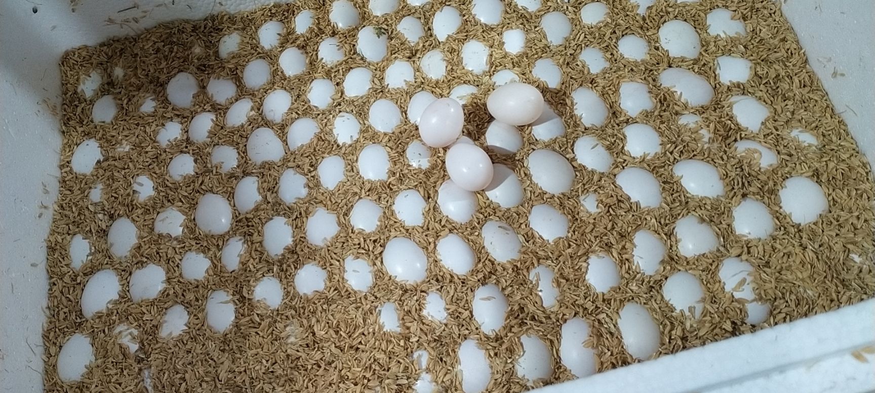 20克以上的，鲜鸽子蛋