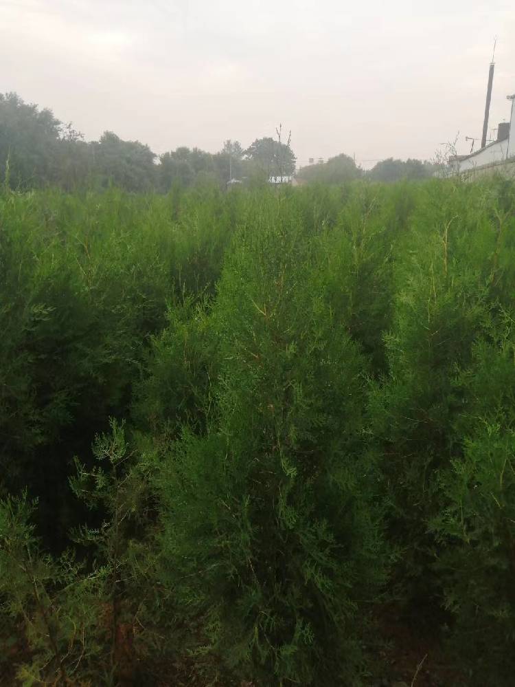 碗碗侧柏 侧柏